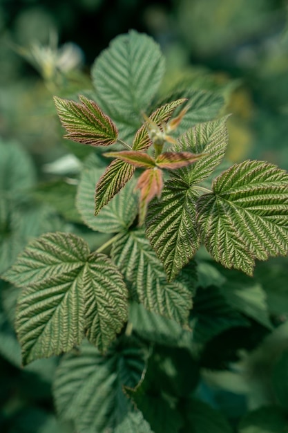 Raspberry leaves