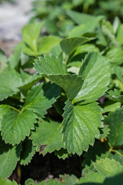 Raspberry leaves