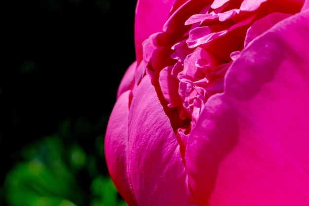 Raspberry peony Macro Peony bloem close-up op een warme zonnige dag Plaats voor tekst