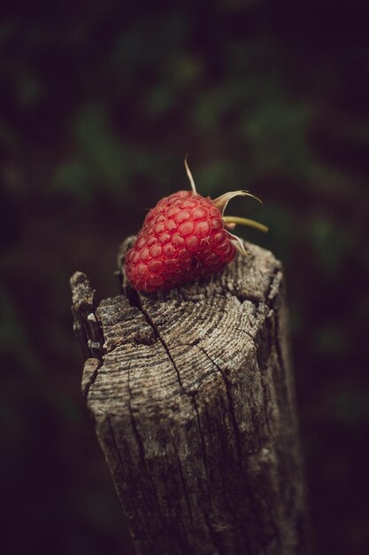 Foto raspberry raccolto