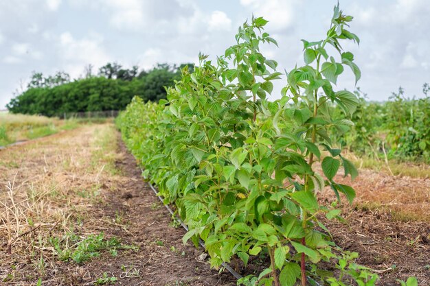 Raspberry plantation with automatic watering on a fruit farm hoses with drip irrigation lie along