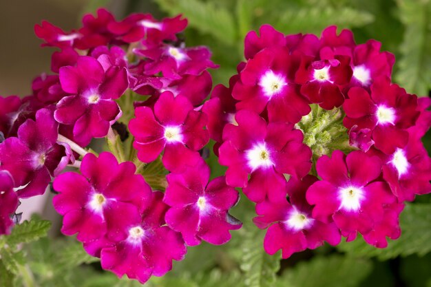 Raspberry verbena bloemen