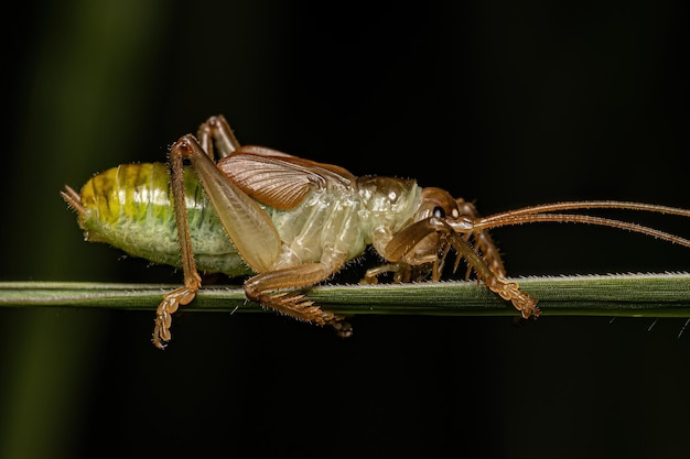 Raspy Cricket Nymph