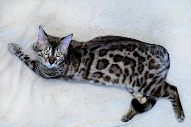 Raszuivere Bengaalse kat, luipaardkleur. Foto van een kattenzitting in de studio