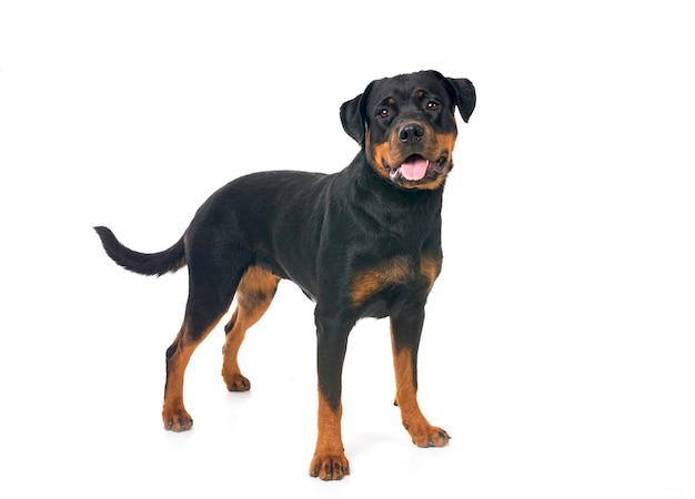 raszuivere rottweiler voor een witte achtergrond
