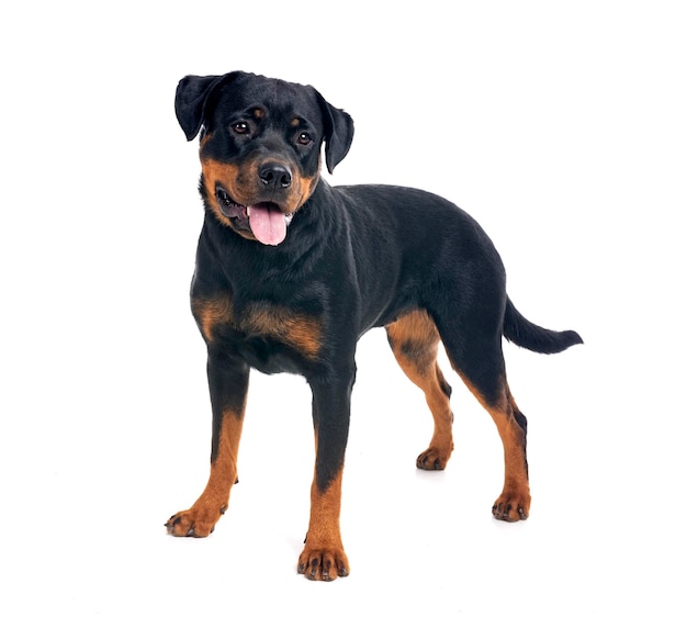 raszuivere rottweiler voor een witte achtergrond