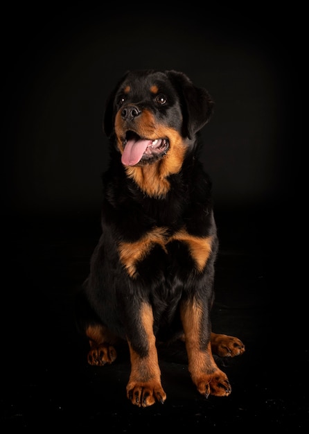 Raszuivere rottweiler voor zwart oppervlak