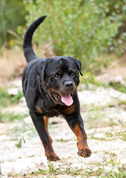 Raszuivere rottweiler wandelen in de natuur in de herfst