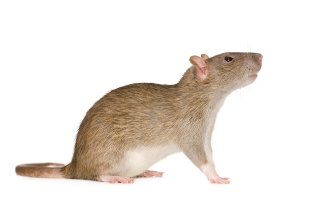 Rat (6 months) in front on a white isolated