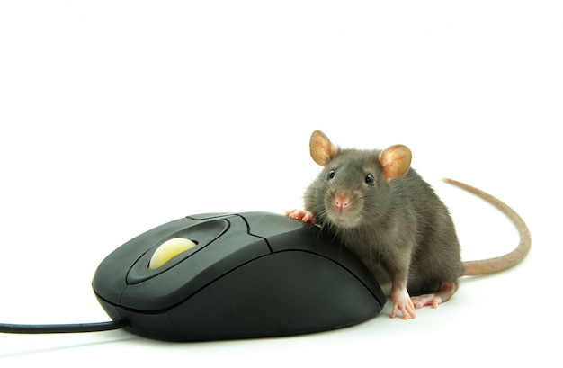 Фото Крыса и компьютерная мышь