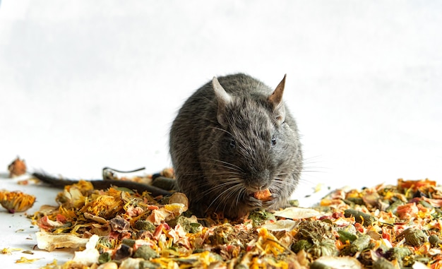 Rat blauwe degoe zit op de afgebrokkelde achtersteven, banner met ruimte voor tekst