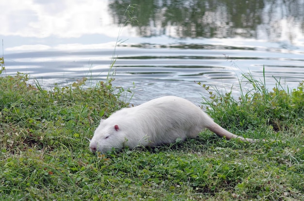 Foto un topo in riva al lago