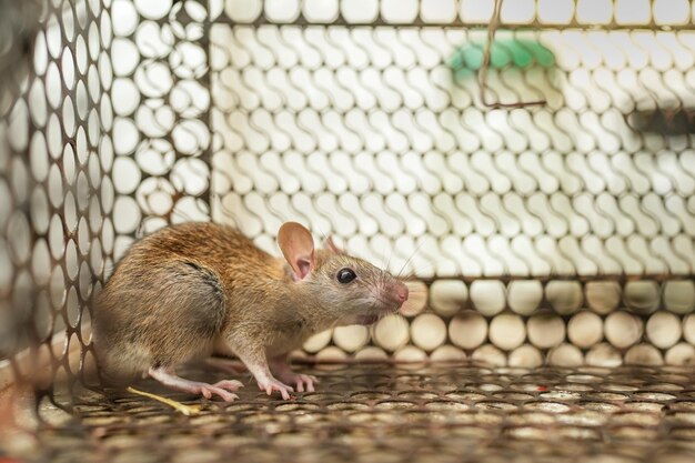 A rat in a cage with a white background