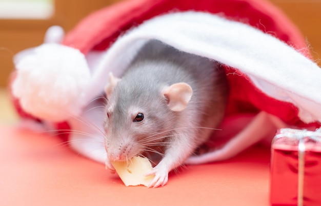 Rat in Christmas hat