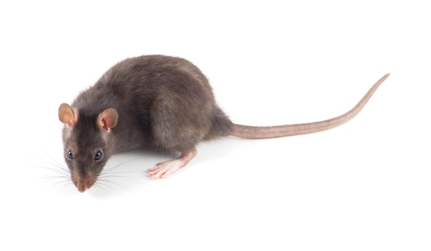 Rat closeup isolated on white background