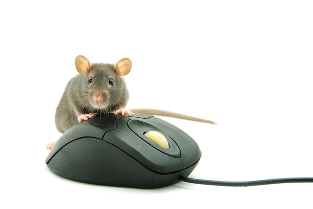 Rat and a computer mouse on white background