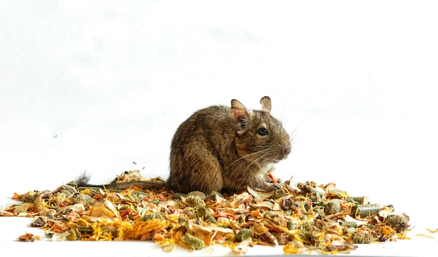 Rat degoe zit op de afgebrokkelde achtersteven, banner met ruimte voor tekst