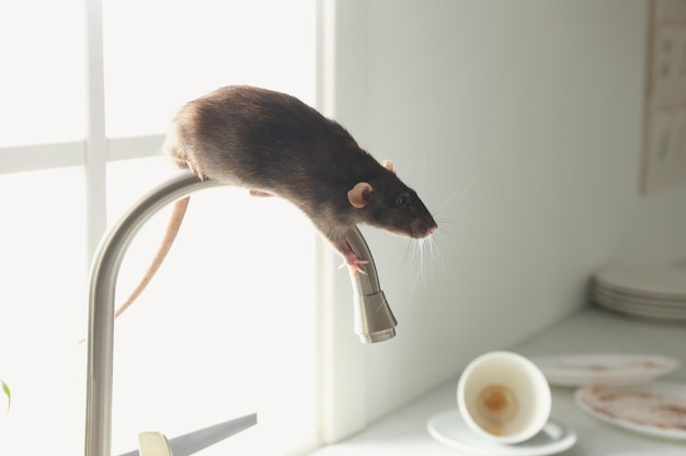 Rat on faucet in messy kitchen Pest control