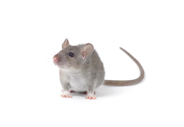 Rat geïsoleerd op een witte achtergrond