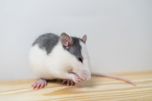 Rat in het huis op de vloer