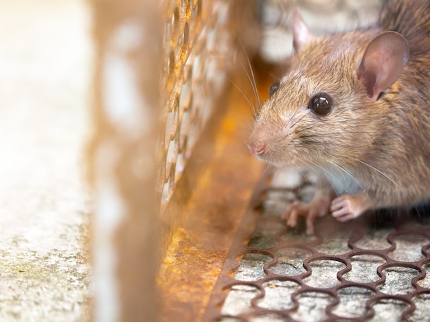 Rat is trapped in a trap cage or trap.