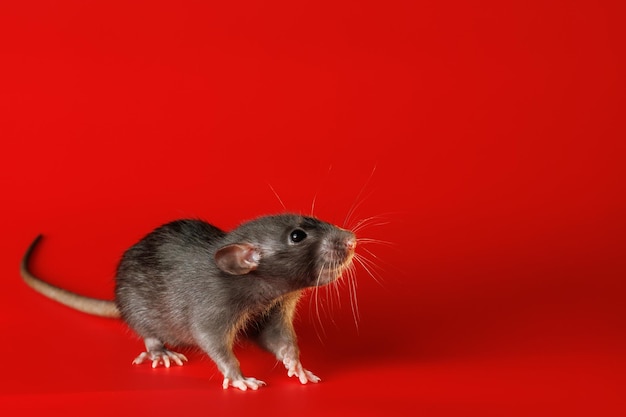 Rat isolated on a red background Closeup portrait of a mouse The rodent stands on its paws Photo for cutting and writing