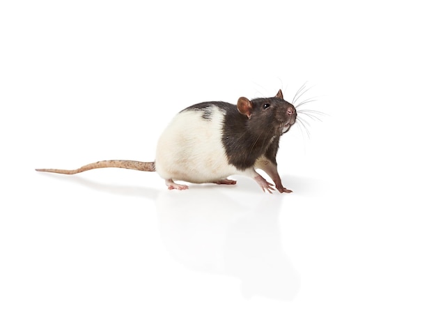 Rat isolated on white background