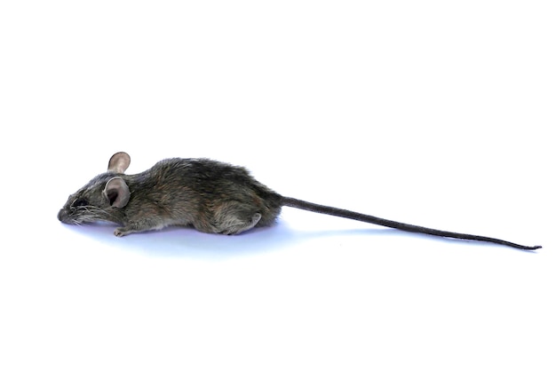 Photo rat isolated on a white background