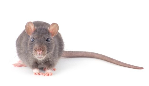 Rat isolated on white background