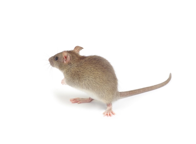 Rat isolated on white background