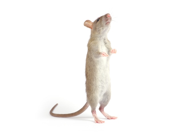 Rat isolated on white background