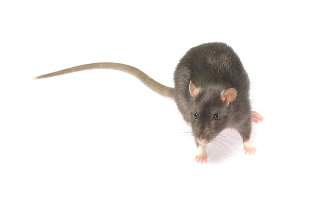 Rat  isolated on white background