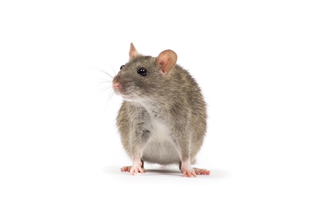 Rat isolated on white background