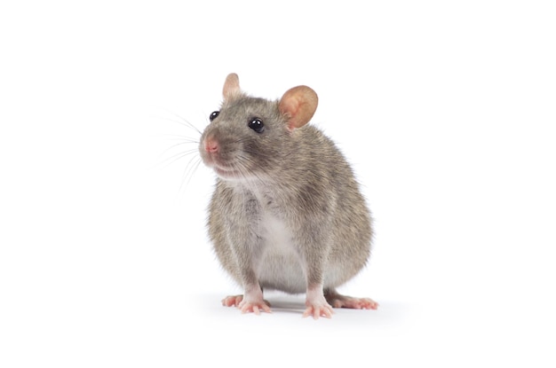 Rat isolated on white background