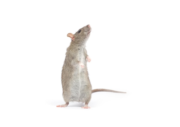 Rat isolated on white background