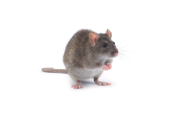 Rat isolated on white