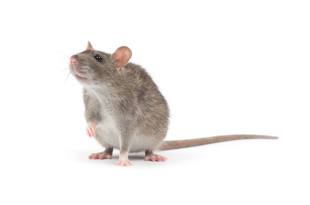 Rat  isolated on white