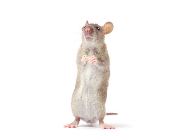 Photo rat isolated on white