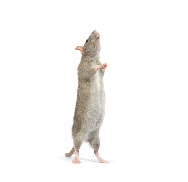 Rat isolated on white