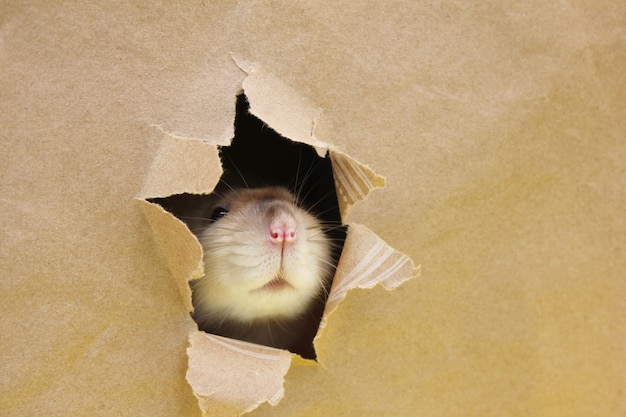 Foto ratto guardando attraverso un buco frastagliato nella carta