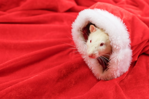 Un topo guarda fuori da un cappello da babbo natale.