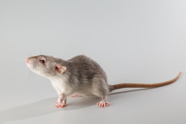 Rat met grijze vacht Knaagdier geïsoleerd op een grijze achtergrond Dierportret voor snijden en letteren