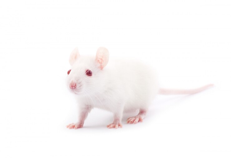Rat op wit geïsoleerd