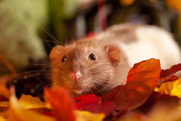 カラフルな紅葉の上に座ってカメラを見ているラット