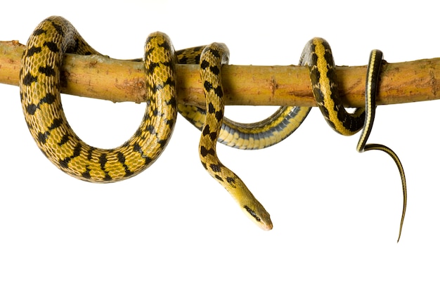 Rat snake in front of a white background