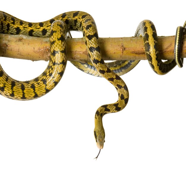 Rat snake in front of a white background