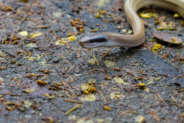 쥐 뱀, Orthriophis taeniurus ridleyi