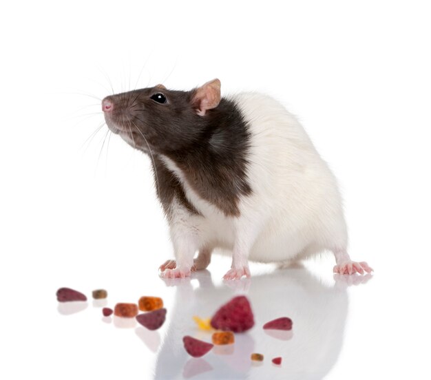 Rat, standing isolated with food