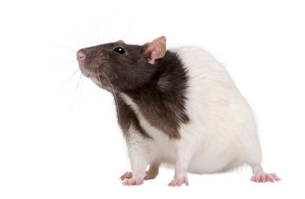 Photo rat, standing isolated