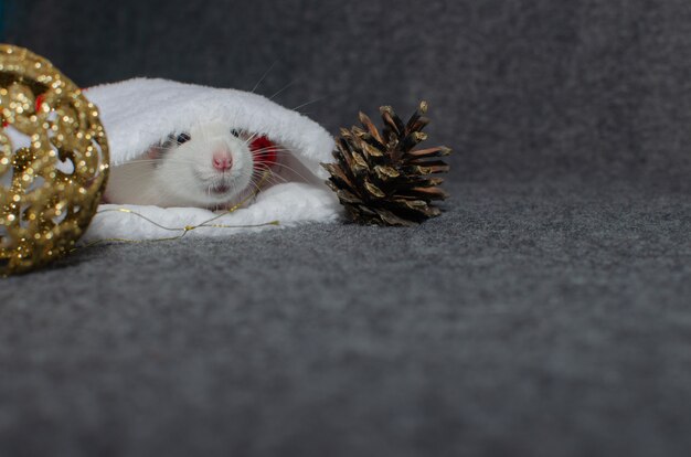 Rat verstopt in kerstmuts. Nieuwjaar concept. Leuke binnenlandse rat in het decor van een Nieuwjaar. Symbool van het jaar.